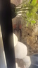 清苔鼠金苔鼠魚(yú)熱帶觀(guān)賞魚(yú)清道夫鼠魚(yú)魚(yú)缸除藻魚(yú)清潔魚(yú)淡水工具魚(yú) 發(fā)順豐【大號】三劍客3只-5-7cm 曬單實(shí)拍圖