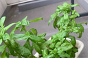 京云夢薄荷盆栽陽臺可食用香草驅(qū)蚊蟲綠植四季室內(nèi)室外棱形源頭直發(fā) 曬單實(shí)拍圖