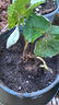 草莓苗四季奶油草莓苗種植盆栽陽(yáng)臺(tái)庭院地栽當(dāng)年結(jié)果南方北方種植 混合品種草莓 【特別推薦4盆裝】 曬單實(shí)拍圖
