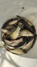 光威（GW）魚(yú)竿無(wú)法一本鯽本調碳素超輕超硬臺釣竿鯽魚(yú)竿釣魚(yú)竿手竿漁具套裝 3.9m 無(wú)法一本鯽（本調）+禮包+稍 曬單實(shí)拍圖