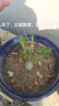 重瓣沙漠玫瑰盆栽花苗老樁植物四季花卉綠室內(nèi)陽臺小盆景好養(yǎng)易活 精品混色4年苗【發(fā)一盆】原盆原土【當(dāng)年開花較少+肥 曬單實拍圖