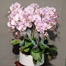 Only you【兩小時(shí)達(dá)】建蘭素心蘭盆栽蘭花苗植物室內(nèi)花卉盆景開業(yè)喬遷 赤金紫砂素心蘭 曬單實(shí)拍圖