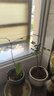 SMVP四大名貴苗木海南黃花梨金絲楠木樹苗珍稀植物沉香小葉紫檀庭院 四大名木各一棵20-30CM高 其他 曬單實(shí)拍圖