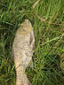 小鳳仙伊勢(shì)尼魚(yú)鉤子線組綁好子線雙鉤野釣大物專用魚(yú)鉤成品套裝鰱鳙鉤 伊勢(shì)尼有刺（鉤7#/線2.5#） 子線雙鉤-20付盒裝 曬單實(shí)拍圖