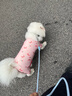 拉夫威爾瑞安客半P鏈狗狗項(xiàng)圈大型犬脖套訓(xùn)練進(jìn)口寵物用品 河巖綠 M 曬單實(shí)拍圖
