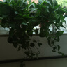 長藤綠蘿垂吊綠植室內(nèi)吊蘭吸甲醛凈化空氣綠植盆栽稀有綠蘿盆栽 【盆口直徑16厘米】長藤白盆綠2盆送肥料 曬單實拍圖