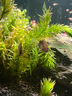 尼特利1號大師水草泥魚缸專用水藻泥生態(tài)草缸底砂營養(yǎng)土8L/袋  曬單實拍圖