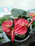 花翁水培紅掌盆栽花卉植物綠植源頭直發(fā)[爆盆]特級(jí)紅掌7-10花(原盆）  曬單實(shí)拍圖