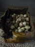 產(chǎn)地直發(fā) 四川苦藠 新鮮薤白小根2斤裝苦芥野菜野蔥頭農(nóng)家自種 1斤 曬單實(shí)拍圖
