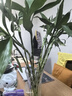 植男植女綠富貴竹水培竹子植物綠植室內好養(yǎng)盆栽不帶根發(fā)財6/70cm源頭直發(fā) 曬單實拍圖