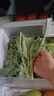 鹿凌青農(nóng)家新鮮中花芥蘭菜應季蔬菜廣東芥蘭芥藍好吃下飯菜發(fā)順豐 【順豐】泡沫箱加冰袋（偏細） 【精選中小蘭】3斤裝 曬單實拍圖