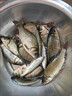 蚯蚓假餌路亞紅蟲(chóng)魚(yú)餌仿真蚯蚓紅蟲(chóng)腥味假餌軟餌野釣鯽鯉通殺 【強烈腥味 連桿不止】蚯蚓 不爆護你找我 曬單實(shí)拍圖