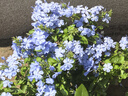 藍(lán)雪花大花苗爬藤植物陽臺庭院四季開花盆栽室內(nèi)外鮮花卉盆景植物 【帶花苞】2盆藍(lán)雪花180（加侖盆） 曬單實(shí)拍圖