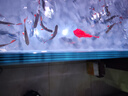 馬印筒燈全光譜LED魚缸燈金魚錦鯉爆藻增色燈 100W超色筒燈+支架【5-100W  可調(diào)節(jié)】 曬單實(shí)拍圖