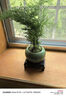 泰西絲文竹盆景桌面綠植盆栽 文竹+綠哥窯冰裂盆+苔蘚+方托 源頭直發(fā) 曬單實(shí)拍圖