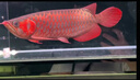 印尼紅龍魚(yú)活體魚(yú)辣椒紅龍超血紅龍金龍魚(yú)活魚(yú)龍魚(yú)小魚(yú)熱帶觀(guān)賞魚(yú) 極品——赤血紅龍【包發(fā)色】 18-20cm【證書(shū)芯片齊全】包發(fā)色 曬單實(shí)拍圖