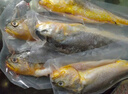 黃小漁寧德三去黃花魚600g/4條大黃魚生鮮海鮮水產(chǎn)深海魚類夜宵燒烤食材 曬單實(shí)拍圖