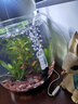 魚(yú)缸水妖精水族箱過(guò)濾器增氧氣泵小型靜音吸魚(yú)糞便器氣舉式過(guò)濾設(shè)備 迷你水妖精汽包器【無(wú)氣泵】+1米氧氣管 曬單實(shí)拍圖