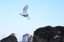 尼康（Nikon） 尼克爾Z 24-200mm f/4-6.3VR全畫幅變焦鏡頭 微單相機適用 尼康Z卡口 67mm 曬單實拍圖