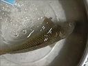 TULX海竿拋竿翻板鉤盤鉤餌料糠餅魚料爆炸鉤方塊料餅 方塊餌-通殺款【江河水庫(kù)四季通用】 1包(16塊/800克) 曬單實(shí)拍圖