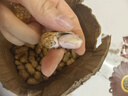 博多客2025新鮮花生 現(xiàn)挖帶泥濕花生 順豐速運(yùn) 帶殼生花生 可水煮花生 現(xiàn)挖現(xiàn)發(fā)3斤裝 曬單實(shí)拍圖