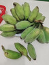 三萌果蔬廣西小米蕉【青蕉發(fā)貨收到需催熟】芭蕉新鮮水果應(yīng)季香蕉現(xiàn)摘現(xiàn)發(fā) 5斤 精選果 【軟糯香甜】?jī)?.5斤 曬單實(shí)拍圖