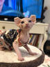 涴喵 蘇式純種斯芬克斯無(wú)毛貓幼貓貓咪活體白皮家養寵物貓藍皮幼崽 寵物級 【精品無(wú)毛貓】 曬單實(shí)拍圖