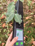 云唐科器植物葉面積指數測量?jì)x檢測儀圖像掃描儀采集儀葉片檢測儀分析儀 葉片掃描分析儀定制 曬單實(shí)拍圖