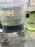 卡奇魚 孔雀魚 鳳尾魚 胎生魚 熱帶觀賞魚淡水活體魚小型魚純種好養(yǎng)易活 冰蘭孔雀魚1對 曬單實拍圖