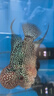 森森（SUNSUN）森森潛水泵魚缸抽水泵水族箱小型換水循環(huán)過濾泵魚池水陸兩用水泵 24W HQB-2000水陸兩用送16MM水管2米 曬單實(shí)拍圖
