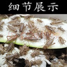 KERRY蟋蟀活體爬寵食物白蟋蟀蛐蛐蜥蜴守宮鬃獅蜘蛛蝎子糧食活食櫻桃紅 0.3-0.8cm100只奶茶杯裝 曬單實拍圖