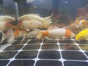 錦鯉活魚觀賞魚冷水魚淡水魚錦鯉活體魚苗錦鯉魚苗紅白錦鯉大型 紅白4條三色3條14-16cm 曬單實(shí)拍圖