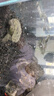 烏鱉苗外池烏鱉小甲魚(yú)寵物專(zhuān)養 4-5厘米(約8-15克) 1g 曬單實(shí)拍圖