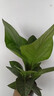 聚寶盆大葉綠植鳥巢花燭盆栽客廳招財水培植物室內(nèi)好養(yǎng)花卉發(fā)財樹 1顆聚寶盆（30~40cm）中號 帶盆種好 曬單實拍圖