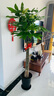 嘆為觀止大型植物發(fā)財(cái)樹(shù)各種大顆盆栽開(kāi)業(yè)喬遷客廳辦公室內(nèi)好養(yǎng)大型花卉 單桿發(fā)財(cái)樹(shù)【1.5-1.7米】 含盆 曬單實(shí)拍圖