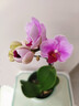 蝴蝶蘭花苗帶花苞客廳辦公室室內(nèi)桌面裝飾花卉植物四季好養(yǎng)盆栽 寶貝蝴蝶蘭-裸苗（帶花苞+半開放） 曬單實拍圖