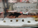 臺灣純種普身蝴蝶鯉觀(guān)賞魚(yú)冷水魚(yú)大鰭大尾冷水魚(yú)好養耐活包郵包活 貴妃黑白黃紅5-8公分各1條 曬單實(shí)拍圖