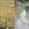 聚丙烯酰胺PAM絮凝劑陰離子陽離子污水處理藥劑洗沙洗煤養(yǎng)殖屠宰工業(yè)市政醫(yī)院污水處理污泥脫水壓泥制香 陽離子10離子鍍 50斤/袋 曬單實拍圖