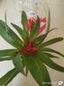鴻運(yùn)當(dāng)頭盆栽大盆適合客廳擺放的花家養(yǎng)花卉植物室內(nèi)花好養(yǎng)活四季 鴻運(yùn)當(dāng)頭【簡易盆】+營養(yǎng)液 含盆 曬單實(shí)拍圖