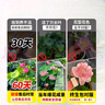 京悠雨荷花藕種觀(guān)賞盆栽水養蓮花缸栽蓮藕苗魚(yú)池塘水生植物花卉碗蓮睡蓮 精選苗【墨紅】3株裝 不含盆 曬單實(shí)拍圖