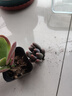多肉植物小盆栽批發(fā)套裝多肉組合桃蛋玉露綠植花卉桌面陽(yáng)臺辦公桌 小盆唐印【5-6厘米】塑料盆發(fā) 曬單實(shí)拍圖
