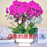 元族維爾斯鮮花同城配送全國速遞蝴蝶蘭小時(shí)達(dá)喬遷年宵花卉真花送 【年年有余】6株蝴蝶蘭盆栽（花盆樣式隨機(jī)） 曬單實(shí)拍圖
