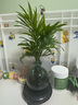 佰花錦水培植物室內(nèi)花卉綠植盆栽辦公室四季常青好養(yǎng)活桌面盆景懶人首選 水培小玻璃瓶+袖珍椰子+圓形底座 整體高度約10-20cm/不同植物高度不同 曬單實(shí)拍圖