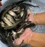 大草魚苗淡水養(yǎng)殖半斤一斤20厘米活體皖魚螺螄青魚苗可食用觀賞冷水魚小魚苗特大草魚魚苗批發(fā) 優(yōu)質草魚苗 20條13-16厘米(加10%防損) 曬單實拍圖