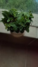 薄荷盆栽可食用大苗水培室內(nèi)驅蚊綠植迷迭香香草植物檸檬貓薄荷 精品中盆薄荷（不含盆） 曬單實拍圖