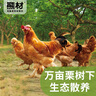 熊材 宮廷五趾黃雞(老母雞)2斤 凈膛油雞 土雞整雞 走地雞 雞肉 生鮮  曬單實拍圖