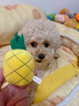 洽苒日本寵物電動(dòng)玩具遛狗水果球幼犬貓狗毛絨自嗨耐咬解悶磨牙套裝 來(lái)四個(gè)(圖中組合1) 曬單實(shí)拍圖