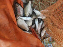 致尊坊黃尾子線雙鉤成品綁好正品短柄魚鉤防纏繞細鉤條白條鯽魚黃尾專用 40付超短黃尾有刺雙鉤【35CM】 鉤5線1.0/1.2 曬單實拍圖