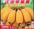 廣東新鮮蘋果蕉自然熟香芭蕉小香蕉粉蕉現(xiàn)摘現(xiàn)發(fā)水果生鮮早餐包郵 【帶箱8.5斤】蘋果蕉 曬單實拍圖