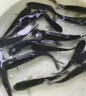 大草魚苗淡水養(yǎng)殖半斤一斤20厘米活體皖魚螺螄青魚苗可食用觀賞冷水魚小魚苗特大草魚魚苗批發(fā) 優(yōu)質草魚苗 20條13-16厘米(加10%防損) 曬單實拍圖